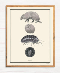 Adapt - Natural Values Print