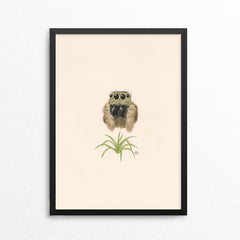 Jumping Spider / Spider Plant - Naked Animals Print