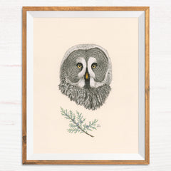 Great Grey Owl / Grey Owl Juniper - Naked Animals Print